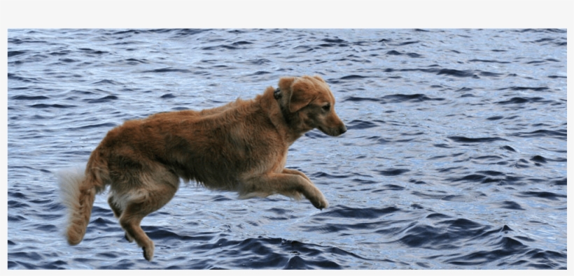 Large Healthy Pets At Augusta Valley Animal Hospital - Augusta Valley Animal Hospital, transparent png
