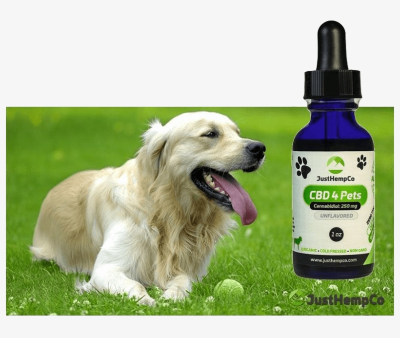 Hemp Cbd Oil For Pets - Dog In Garden, transparent png