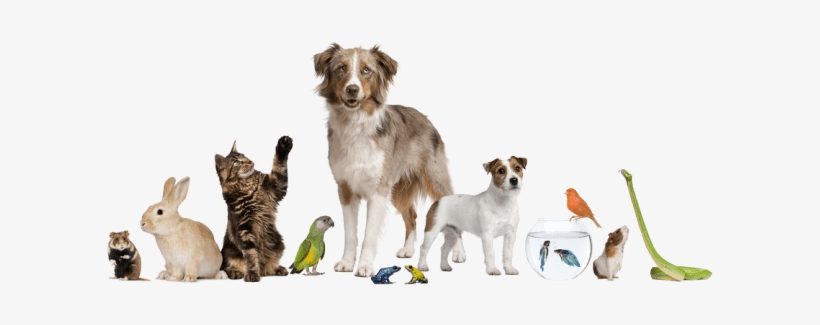 Exotic Pets - Pet Blessing, transparent png