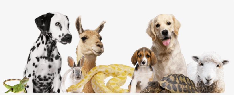 Free Family Event - Dublin, transparent png