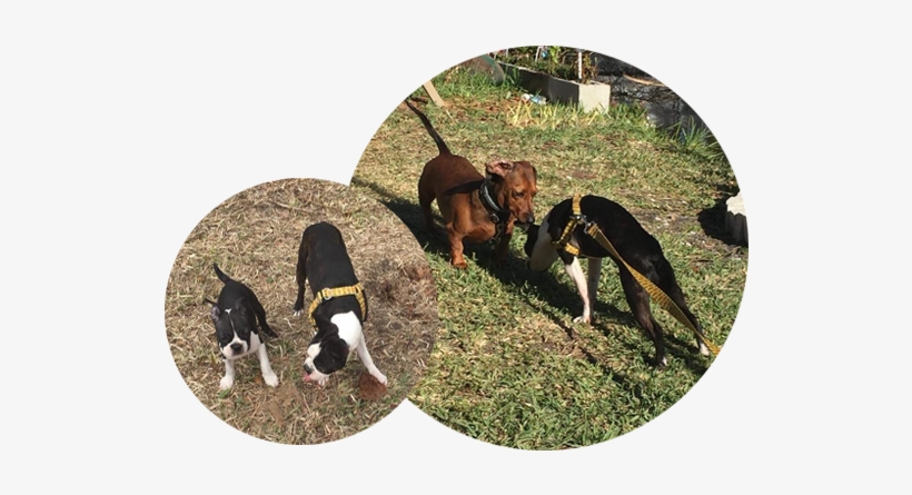 Must Be Cleaned Up After Immediately No Aggressive - Treeing Walker Coonhound, transparent png