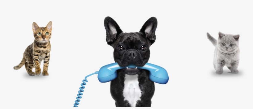 We're All Here For You - French Bulldog: Artified Pets Dog Journal/notebook/diary:, transparent png