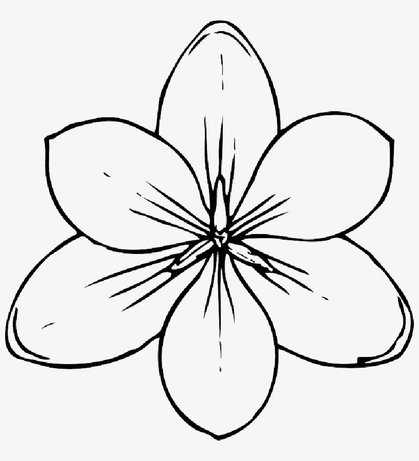 Mb Image/png - Coloring Pages Of Flowers, transparent png