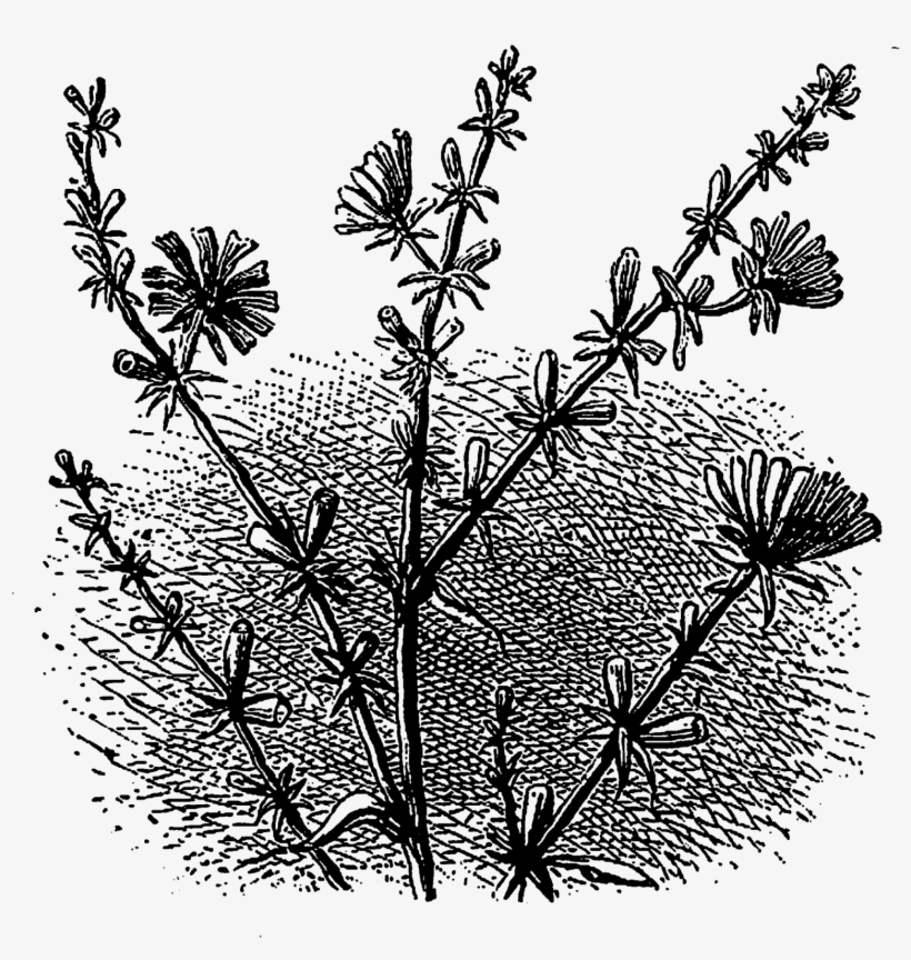 These Floral Graphic Images Are So Perfect For Fabric - Drawing, transparent png