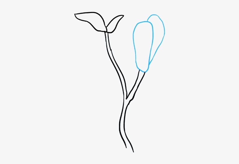 How To Draw Magnolia Flower - Drawing, transparent png