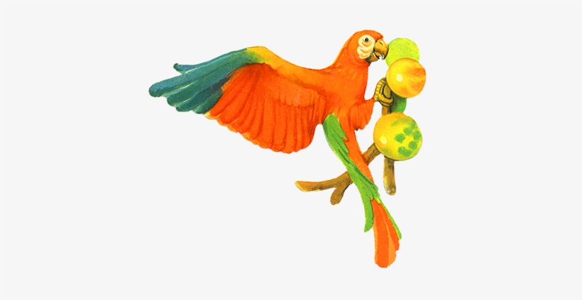 Parrot Eating Fruits Clip Art - Parrot Eating Fruit Clipart, transparent png