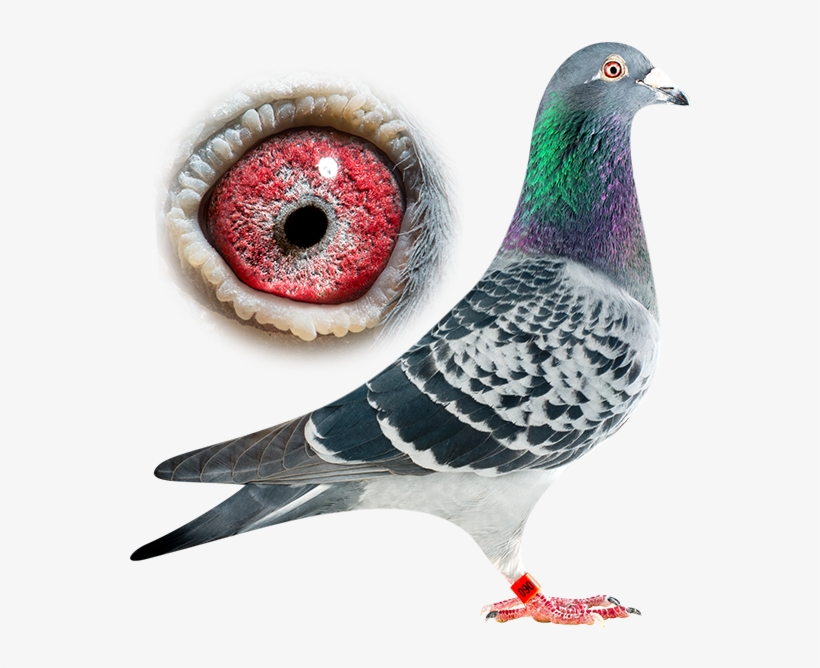 Usain Bolt - Pigeons And Doves, transparent png