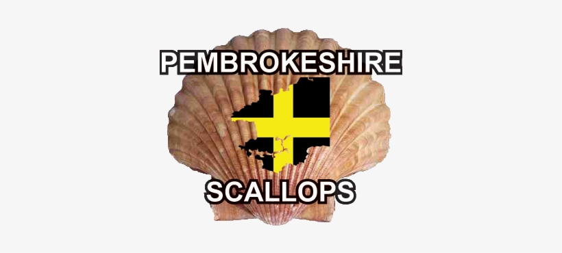 Pembrokeshire Scallops - Scallop Shell, transparent png