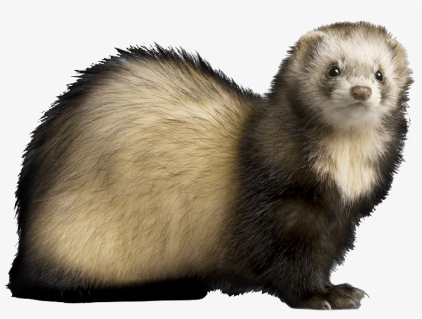 Free Png Ferret Png Images Transparent - Ferret Png, transparent png