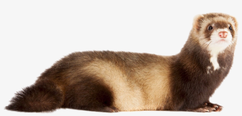 Old English Sheepdog Ferret - Pine Marten Vs Ferret, transparent png