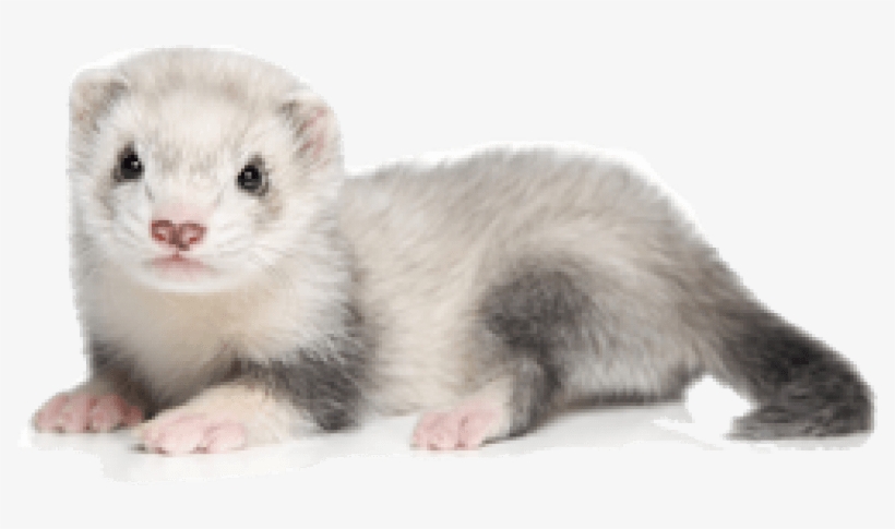 Free Png Ferret Png Images Transparent Ferret Png 851x473 Png Download Pngkit