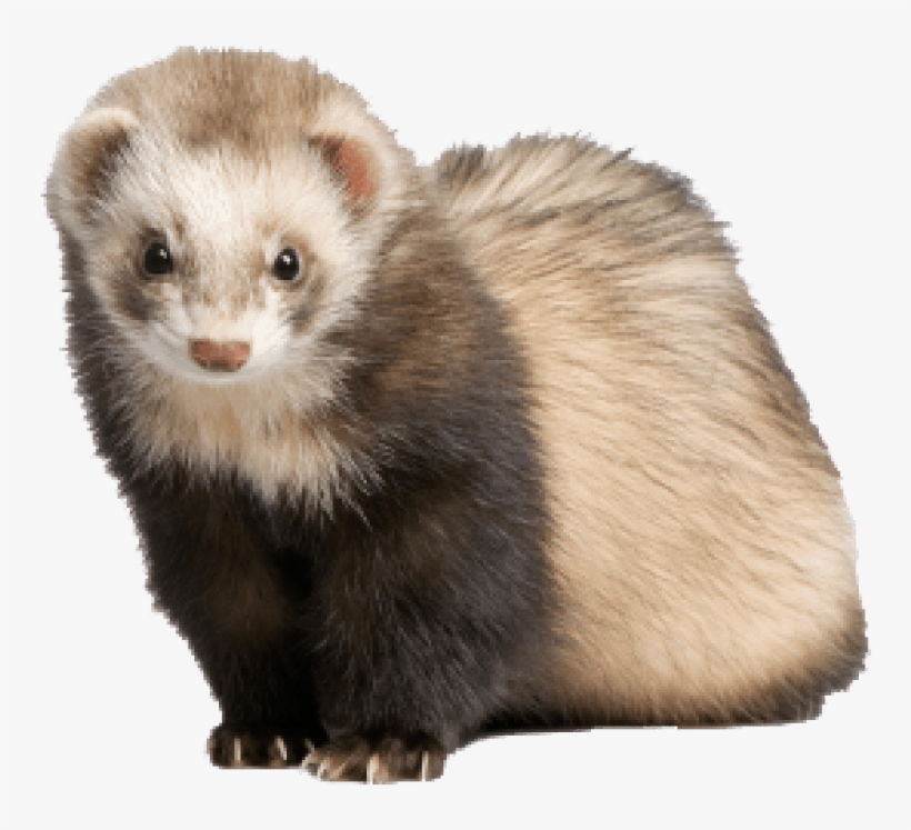 Free Png Ferret Png Images Transparent - Ferret Png, transparent png