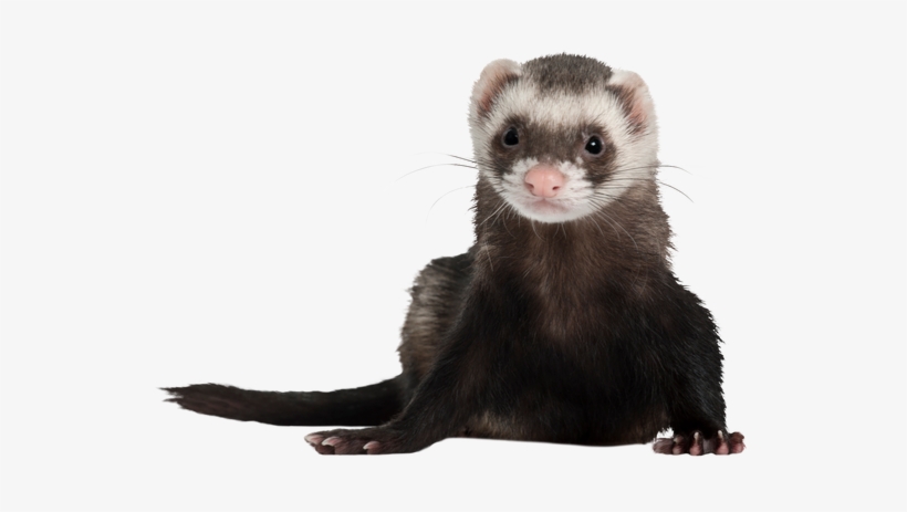 Ferret Png Photos - Portable Network Graphics, transparent png