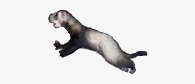 North American River Otter, transparent png