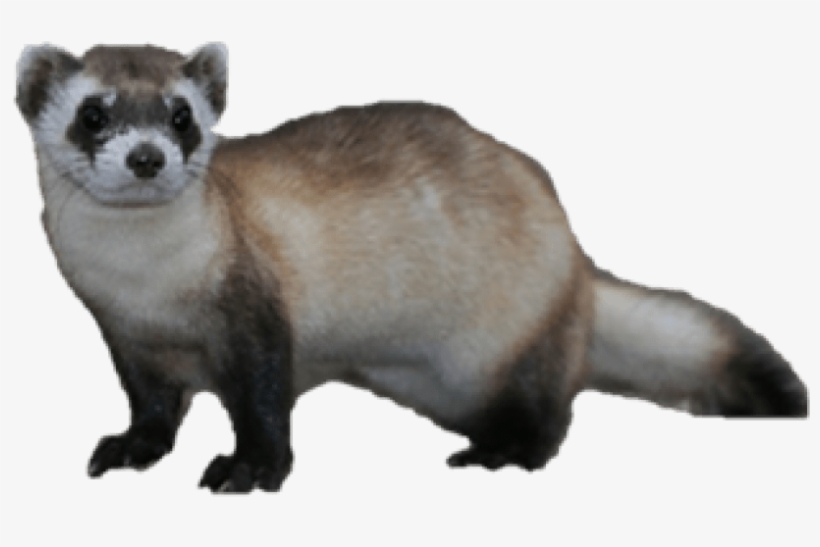 Free Png Ferret Png Images Transparent - Ferret, transparent png