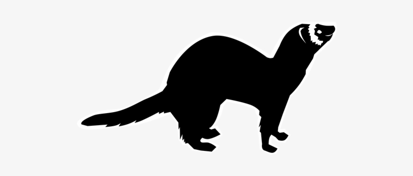 Mink Drawing Polecat - Ferret, transparent png