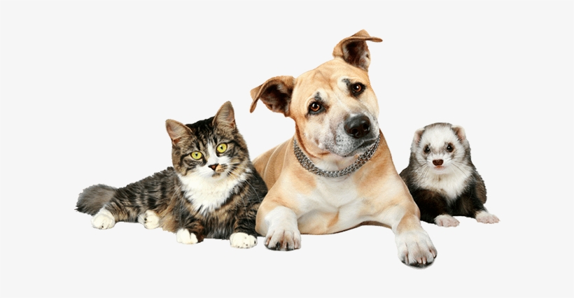 Dog Cat And Ferret, transparent png