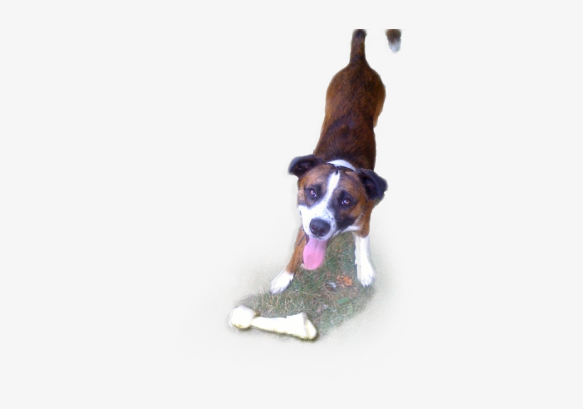 Surry Spay/neuter Clinic, transparent png