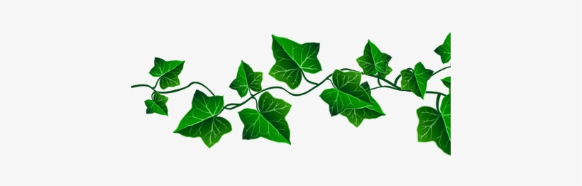 Best Wild Flowers Free And Vines These - Transparent Background Vine Png, transparent png