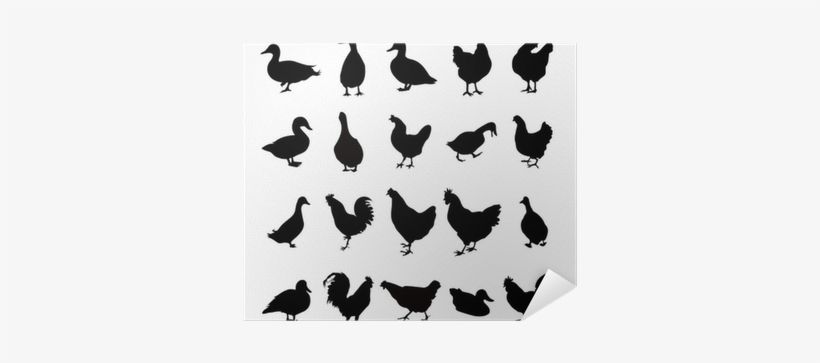 Chicken, transparent png