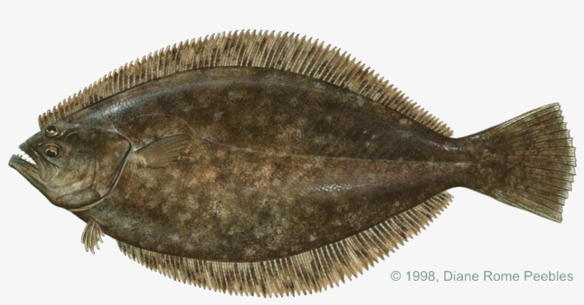 All-tackle World Records - Flat Fish With Eyes On Same Side, transparent png