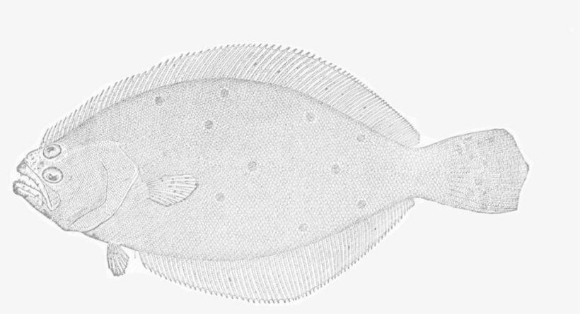 Summer Flounder, transparent png