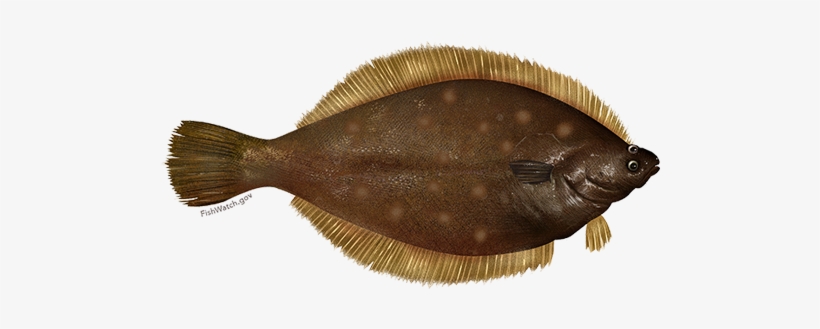 Yellowtail Flounder - Flatfish Png, transparent png