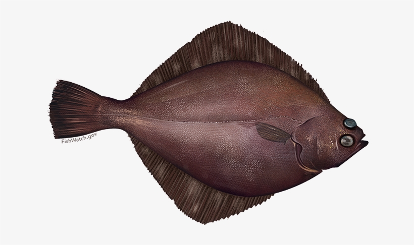Flathead Sole, transparent png