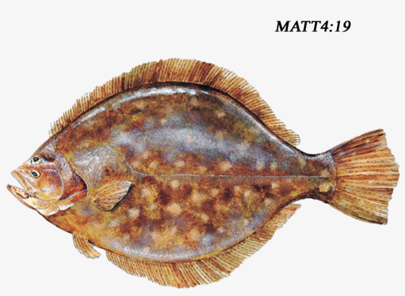 Southern Flounder, transparent png