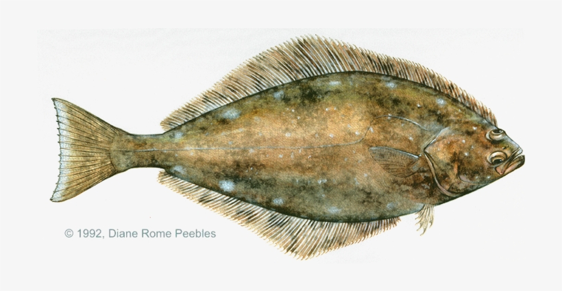 All-tackle World Records - Atlantic And Pacific Halibut, transparent png