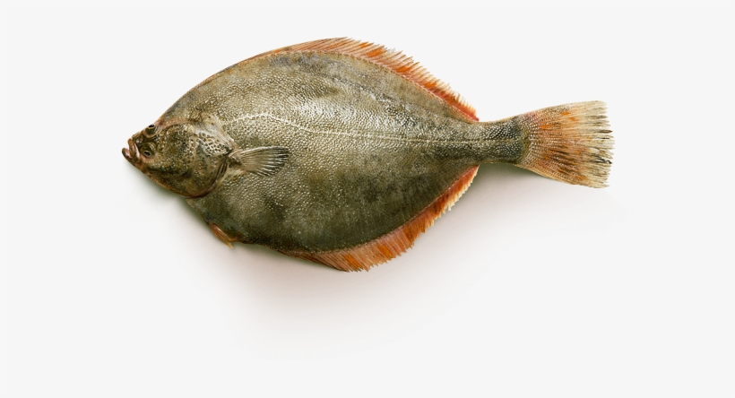 Yellowfin Flounder - Yellowfin Sole, transparent png