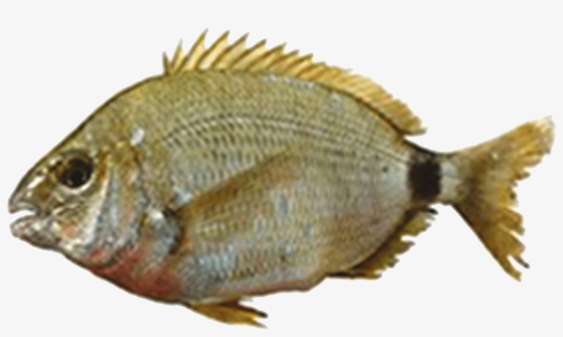 Diplodus, transparent png