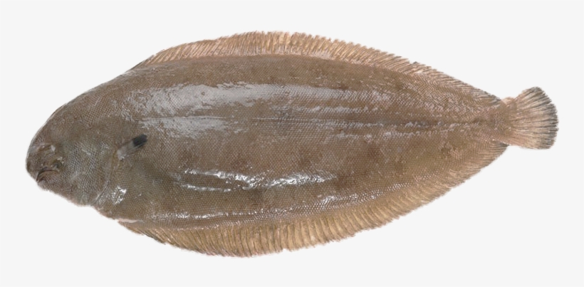 Gray Sole Glyptocephalus Cynoglossus - Sole Fish, transparent png