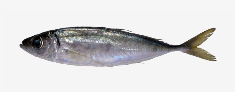 Mediterranean Horse Mackerel - Atlantic Horse Mackerel, transparent png