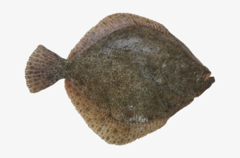 Turbot - Sole, transparent png