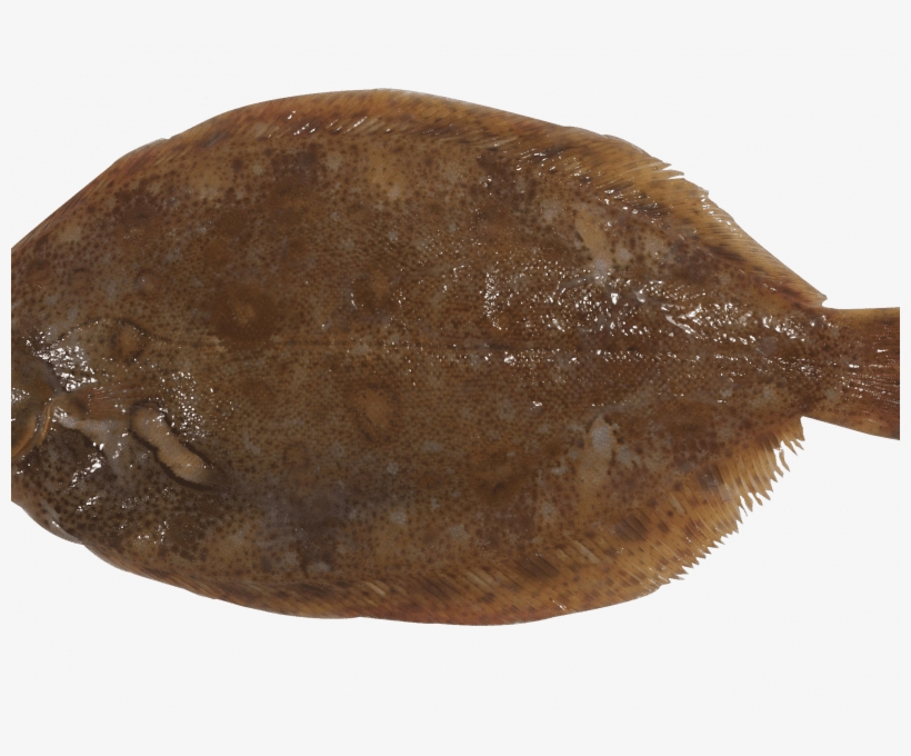 Mendo Limon Read More - Lemon Sole, transparent png