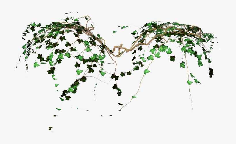 Photo Vines By R08r17-d4rwbe9 - Plant Png, transparent png
