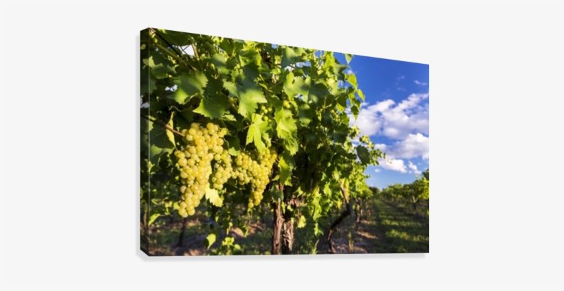Rows Of Grape Vines With White Grapes Highlighted By, transparent png
