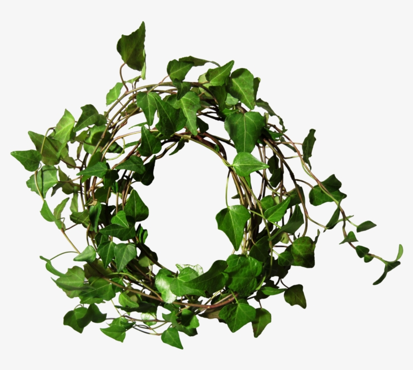 Ivy Round 1 By Black B O X - Ivy Round Png, transparent png