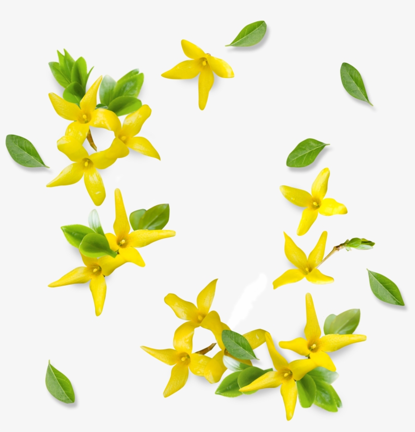 This Graphics Is Yellow Fresh Flower Decoration Vector - Yellow