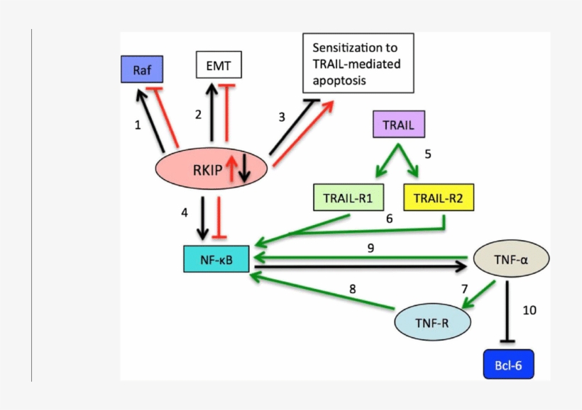 Red Arrows Depict The Interactions Of Downstream Gene - Common Fig, transparent png