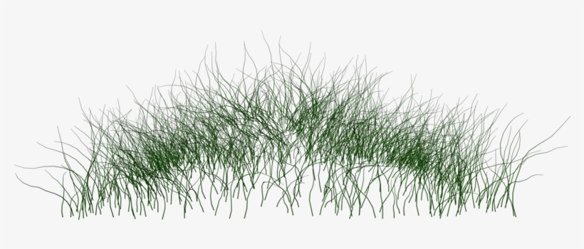 Grass Photoshop Png Jpg Free Download - Png Water Plants, transparent png