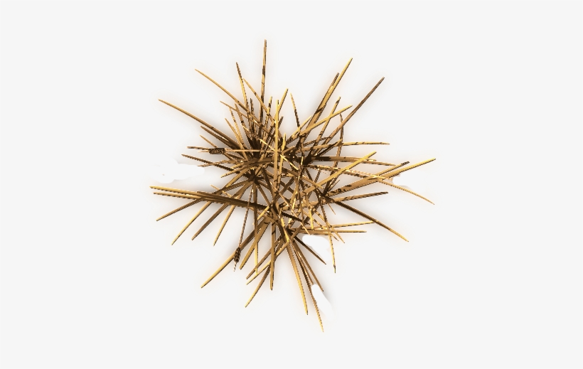 24 Mar 2009 - Pond Pine, transparent png