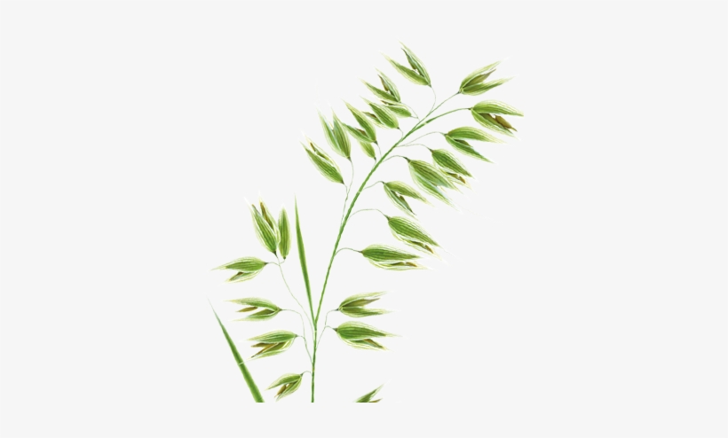 0% White Residue, 100% Life Changing - Klorane Dry Shampoo With Oat Milk, transparent png