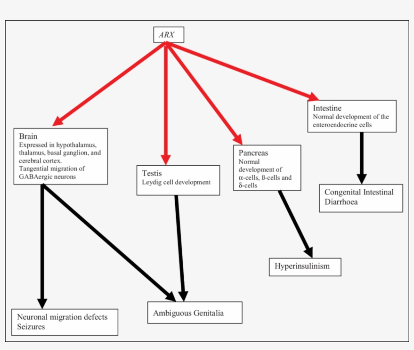 The Arx Roles In Embryogenesis And Phenotypes - Semantic Scholar, transparent png