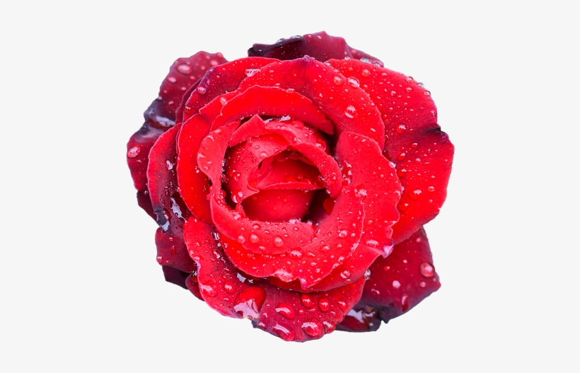 Rose, Flower, Petal, Love, Wedding, Romance, Bouquet - Flower, transparent png