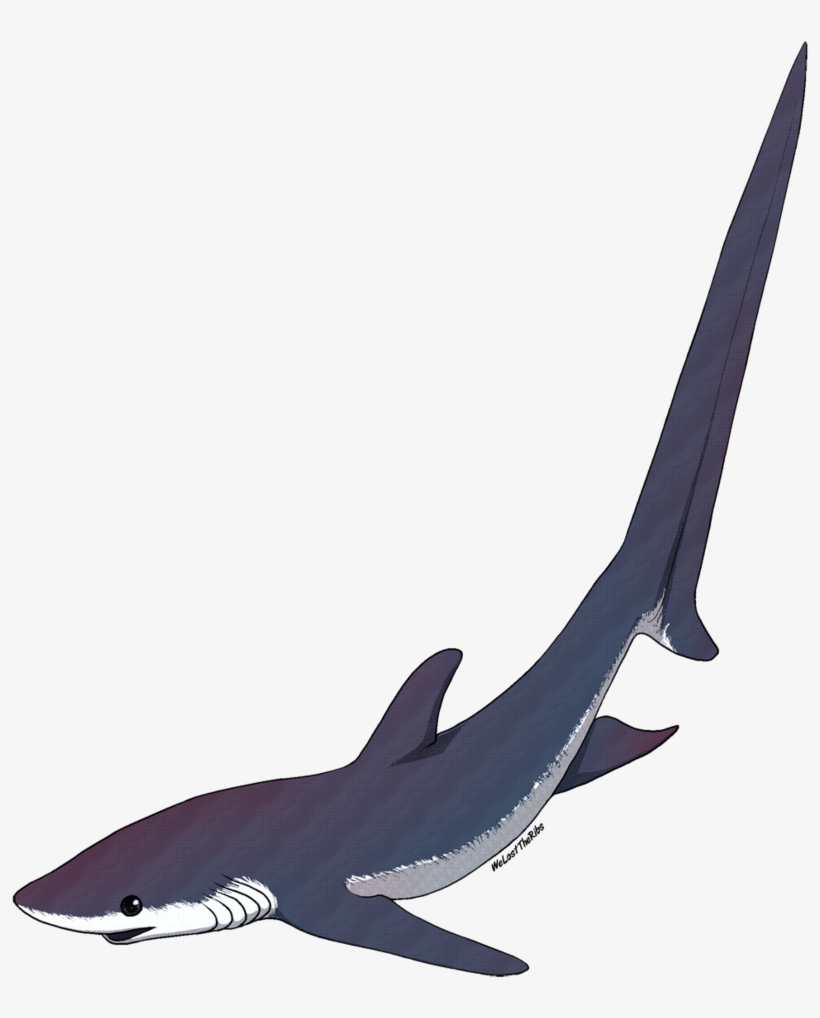 Thresher Shark Tattoo - Thresher Shark Silhouette Png, transparent png