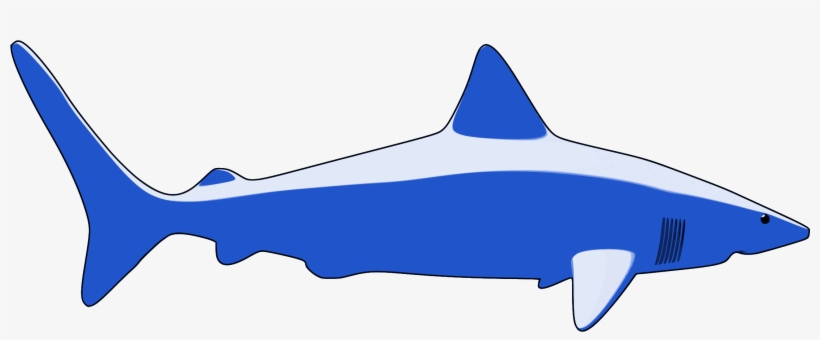 Requiem Sharks Great White Shark Fish Animal - Shark, transparent png