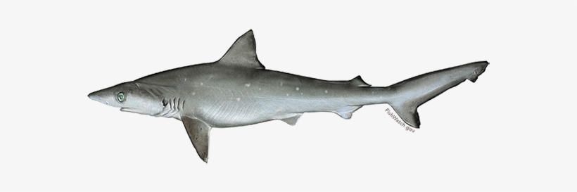 Atlantic Sharpnose Shark - Atlantic Sharpnose, transparent png