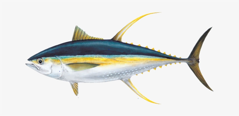 Ahi Tuna Png Pic - Fish To Eat, transparent png